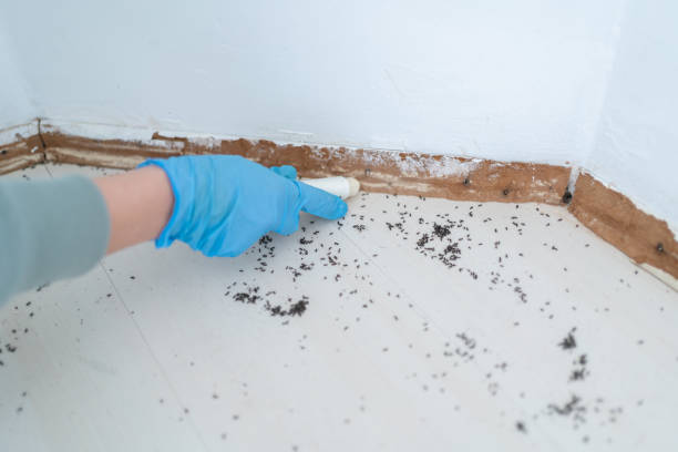 Best Emergency Pest Control  in Dunsmuir, CA